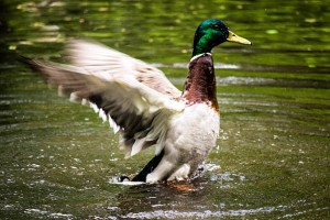 duck flapping wings