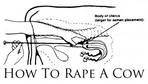 how-to-rape-a-cow-shirt